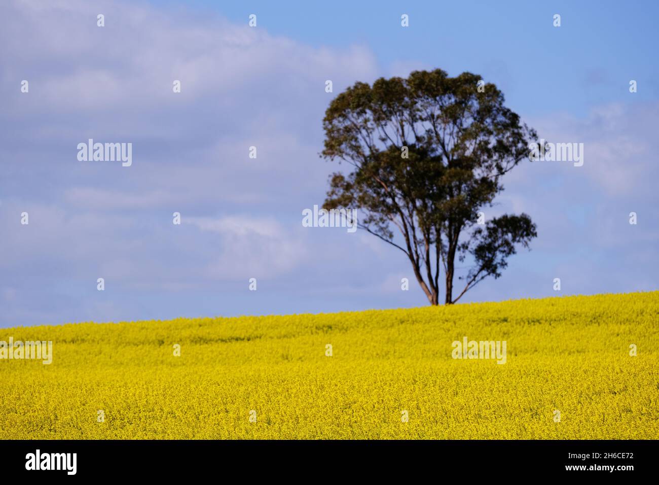 Gum Tree steht auf einem Rapsfeld im mittleren Norden Südaustraliens Stockfoto