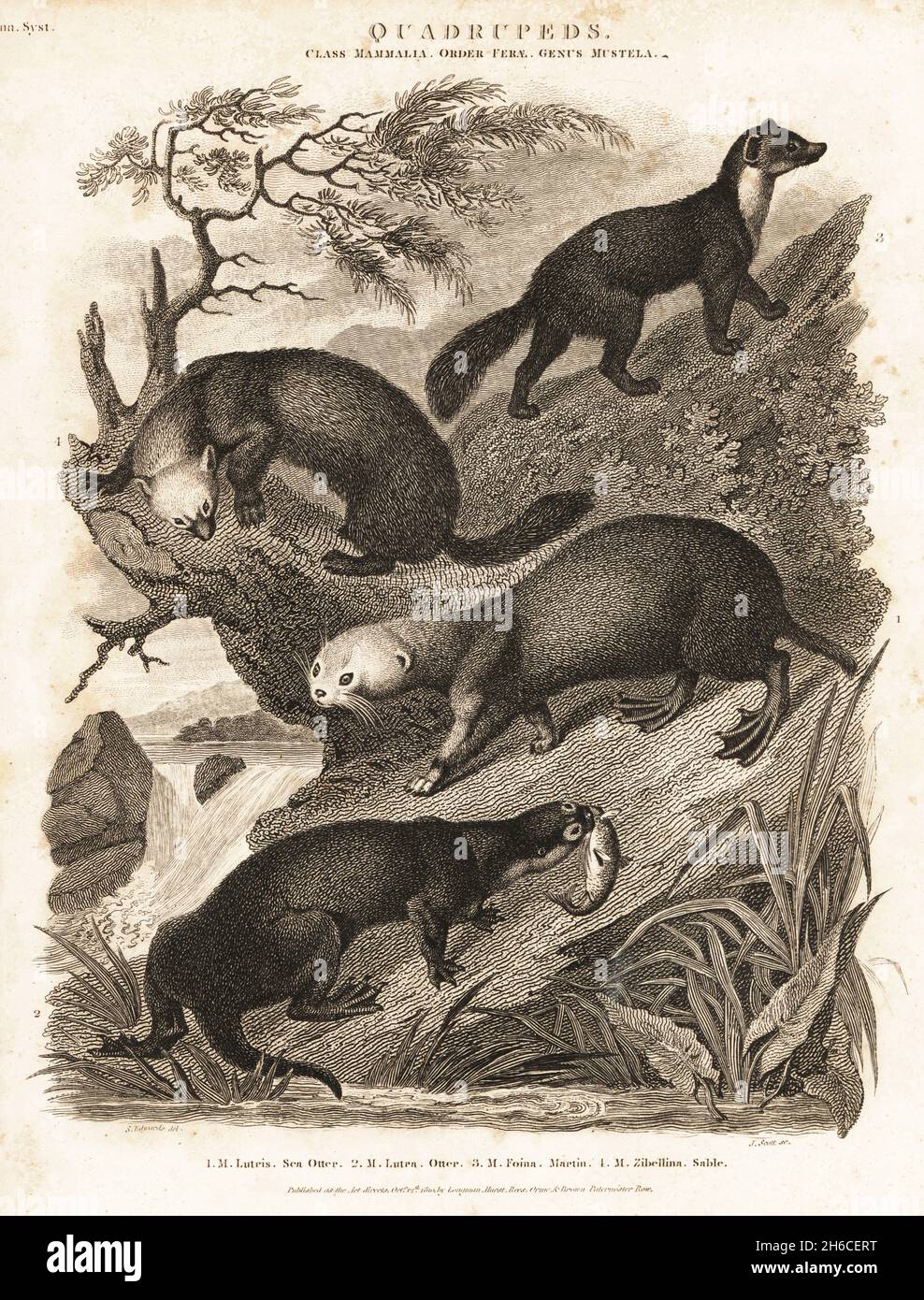 Gefährdeter Seeotter, Enhyda lutris 1, Fischotter, Lutra lutra 2, Buchenmarder, Martes foina 3, und sable, Martes zibellina 4. Mammalia. Kupferstich von James Scott nach einer Illustration von Sydenham Edwards aus Abraham Rees' Cyclopedia oder Universal Dictionary of Arts, Sciences and Literature, Longman, Hurst, Rees, Orme and Brown, London, 1810. Stockfoto
