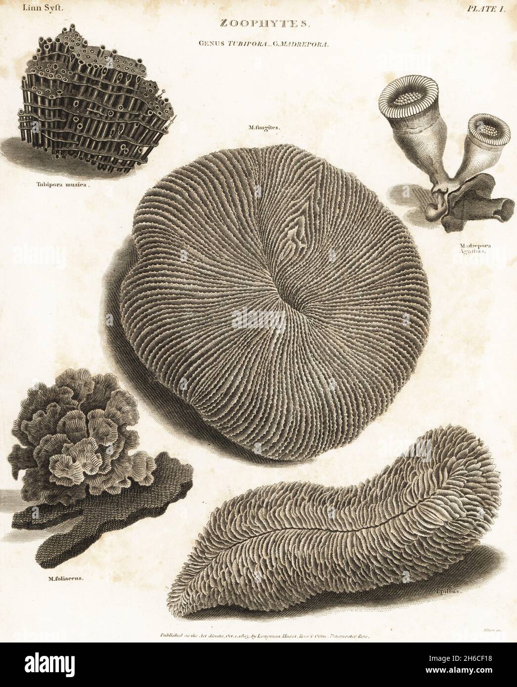 Orgelpfeifenkorallen, Tubipora musica, Pilzkorallen, Fungia-Fungiten, Korallen, Halomitra pileus, Madrepora foliaceus und Madrepora agathus. Kupferstich von Milton aus Abraham Rees' Cyclopedia oder Universal Dictionary of Arts, Sciences and Literature, Longman, Hurst, Rees und Orme, London, 1803. Stockfoto