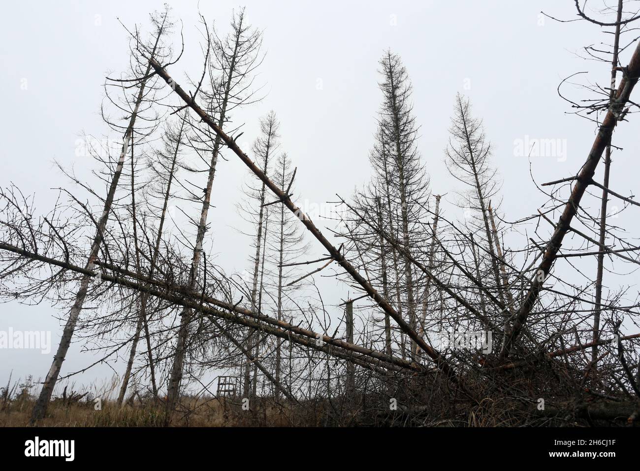 Wernigerode, Deutschland. November 2021. Auf einem Waldgebiet in der Nähe von Wernigerode stehen tote Bäume. Am Montag wird der Waldzustandsbericht 2021 für Sachsen-Anhalt veröffentlicht. Quelle: Matthias Bein/dpa-Zentralbild/ZB/dpa/Alamy Live News Stockfoto