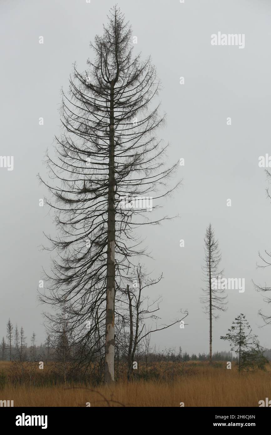 Wernigerode, Deutschland. November 2021. Auf einem Waldgebiet in der Nähe von Wernigerode stehen tote Bäume. Am Montag wird der Waldzustandsbericht 2021 für Sachsen-Anhalt veröffentlicht. Quelle: Matthias Bein/dpa-Zentralbild/ZB/dpa/Alamy Live News Stockfoto