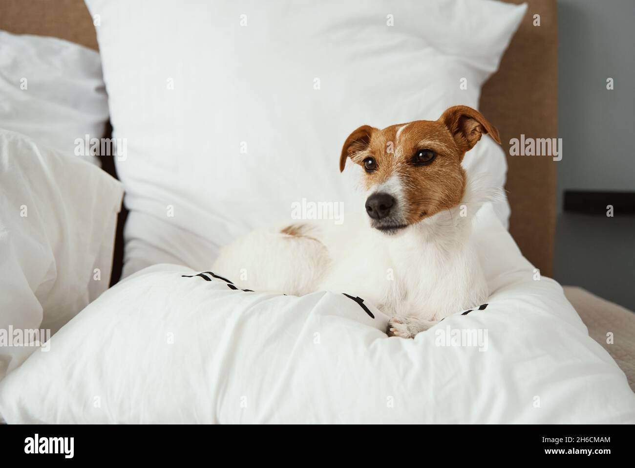 Hund schläft im Bett. Haustier, das zu Hause ruht. Jack Russell Terrier entspannend Stockfoto