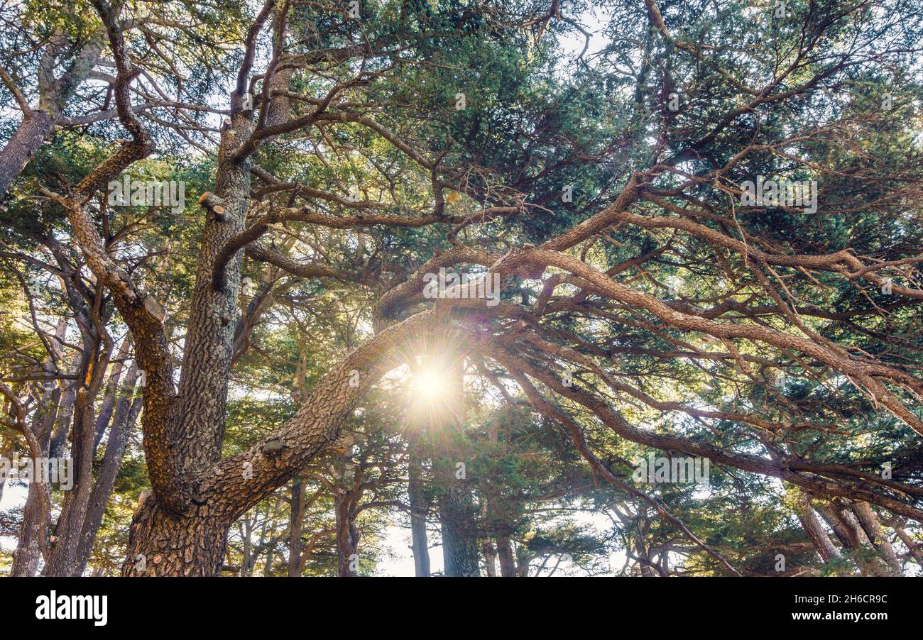 Cedrus Libani Baumstamm mit Sonnenstrahlen im Cedars of God Wald, Arz, Bsharri, Libanon Stockfoto