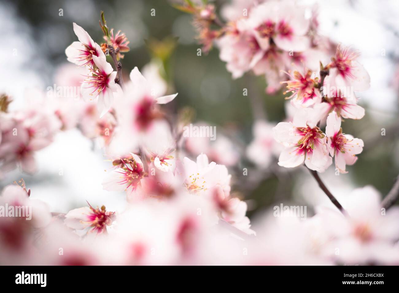 Blühen eines Steinobstbaums Stockfoto