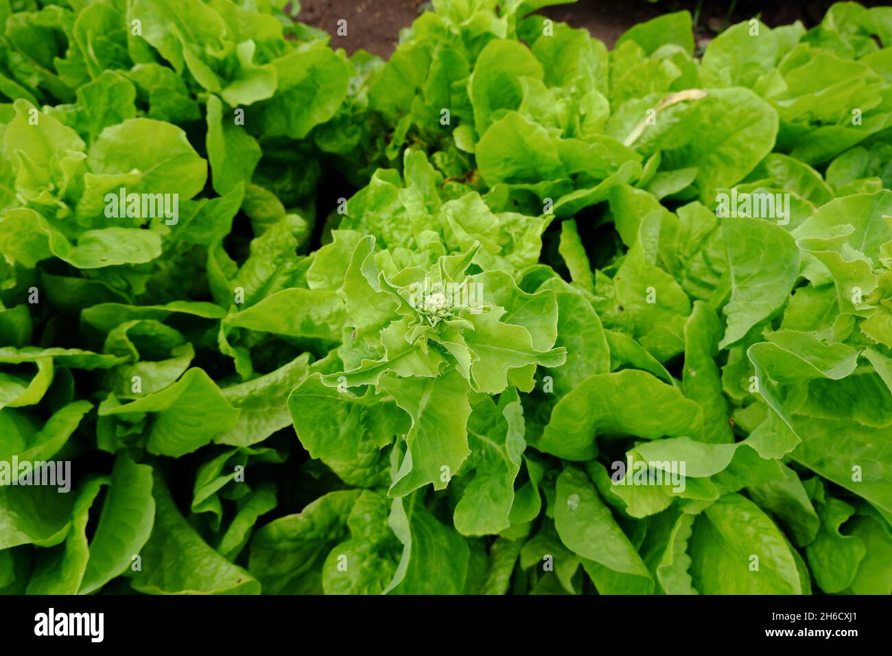 Blütenstand von grünem Salat. Zarte Blätter einer Vitaminpflanze. Stockfoto