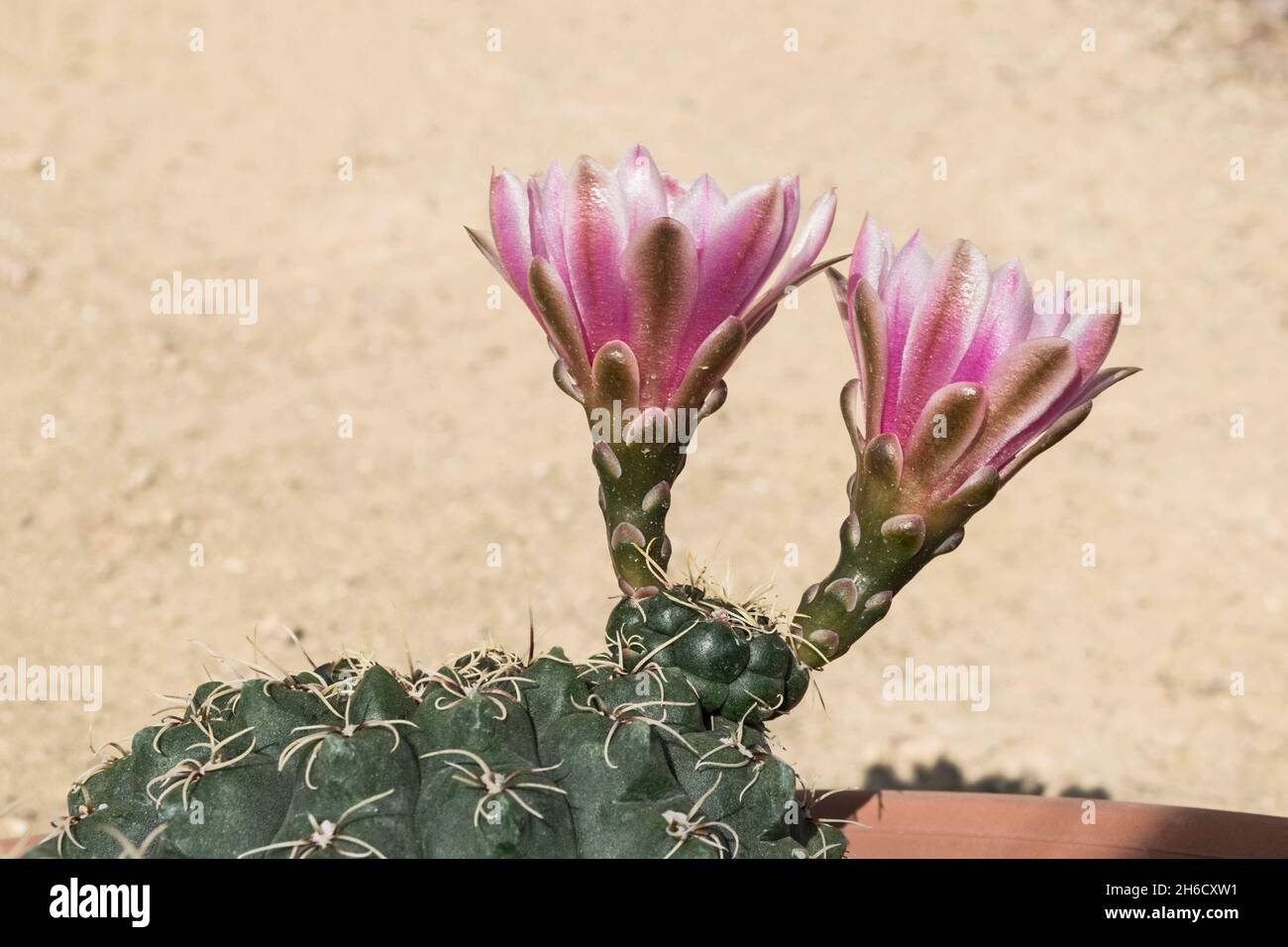 Seitenansicht von zwei magentafarbenen Zwergkinn gymnocalycium baldianum-Kaktusblüten mit einem unscharfen beigen Sandhintergrund Stockfoto