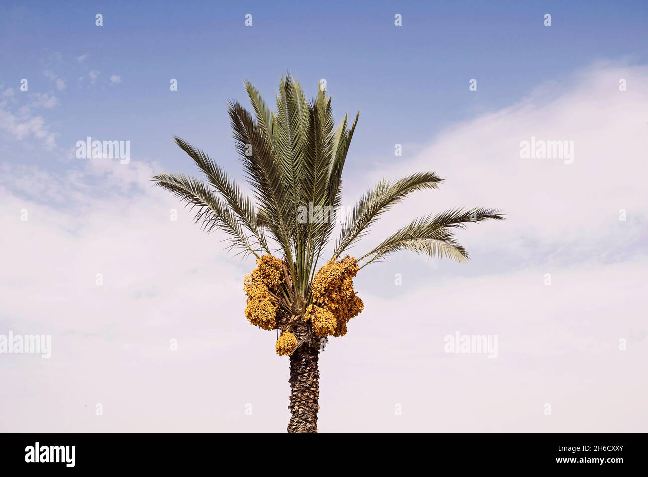 Eine üppige Ansammlung von reifen goldfarbenen Datteln sitzt hoch auf einer frisch beschnitenen Dattelpalme mit blauem Himmel und einer weichen weißen Wolke im Hintergrund Stockfoto