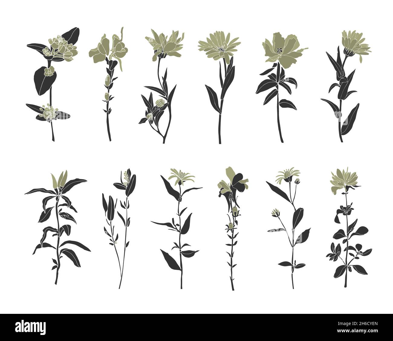 Vektor-Set von Wildblumen. Wunderschöne Blüten mit dunkelgrauen Stielen, Zweigen und olivfarbenen Blütenblättern. Stock Vektor