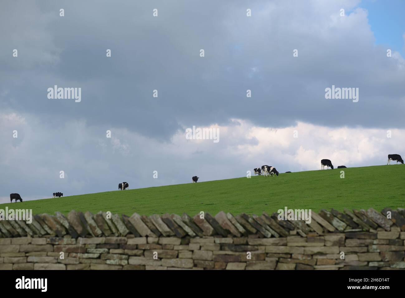Ländliche landwirtschaftliche Szene von schwarzen und weißen Kühen, die am Horizont eines grasbewachsenen Hügels grasen. Trockene Steinwand im Vordergrund und viel Platz für Kopien. Stockfoto