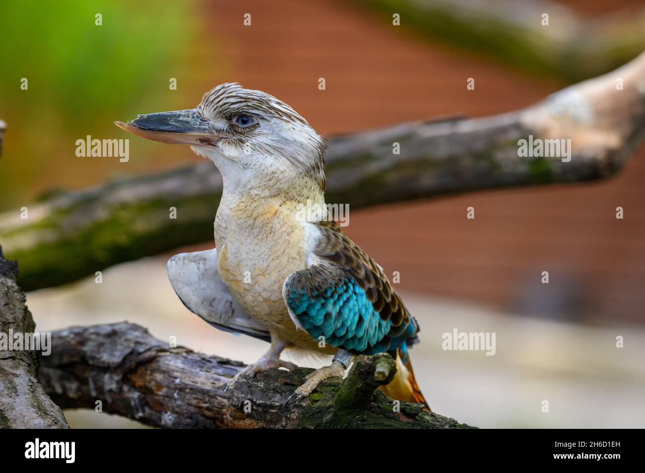 Portrait der blaugeflügelten Kookaburra, auch bekannt als Dacelo leachii Stockfoto
