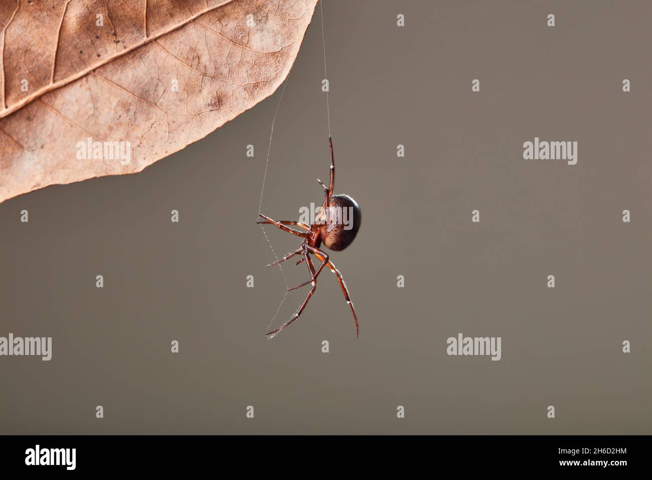 Falsche Witwenspinne, Steatoda nobilis, Erwachsener hängt an Seidenfaden auf Laub im Garten, Bournemouth, März Stockfoto
