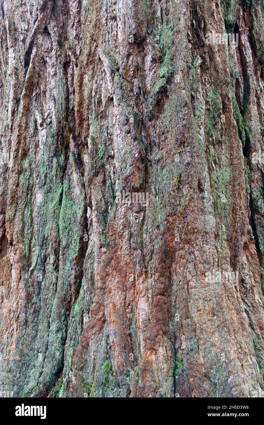 Sequoiadendron giganteum (Riesenmammutbaum; auch bekannt als Riesenmammutbaum, Sierra Redwood, Sierran Redwood, Wellingtonia oder einfach nur großer Baum – ein Spitzname auch Stockfoto