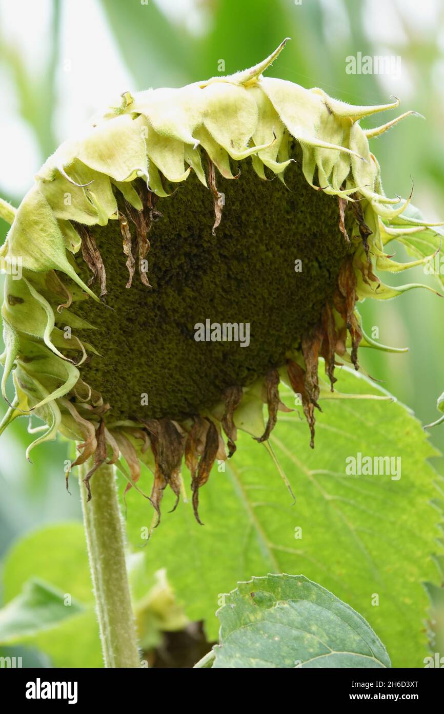 Eine verwelkte Sonnenblume am Ende ihrer Blütezeit Stockfoto