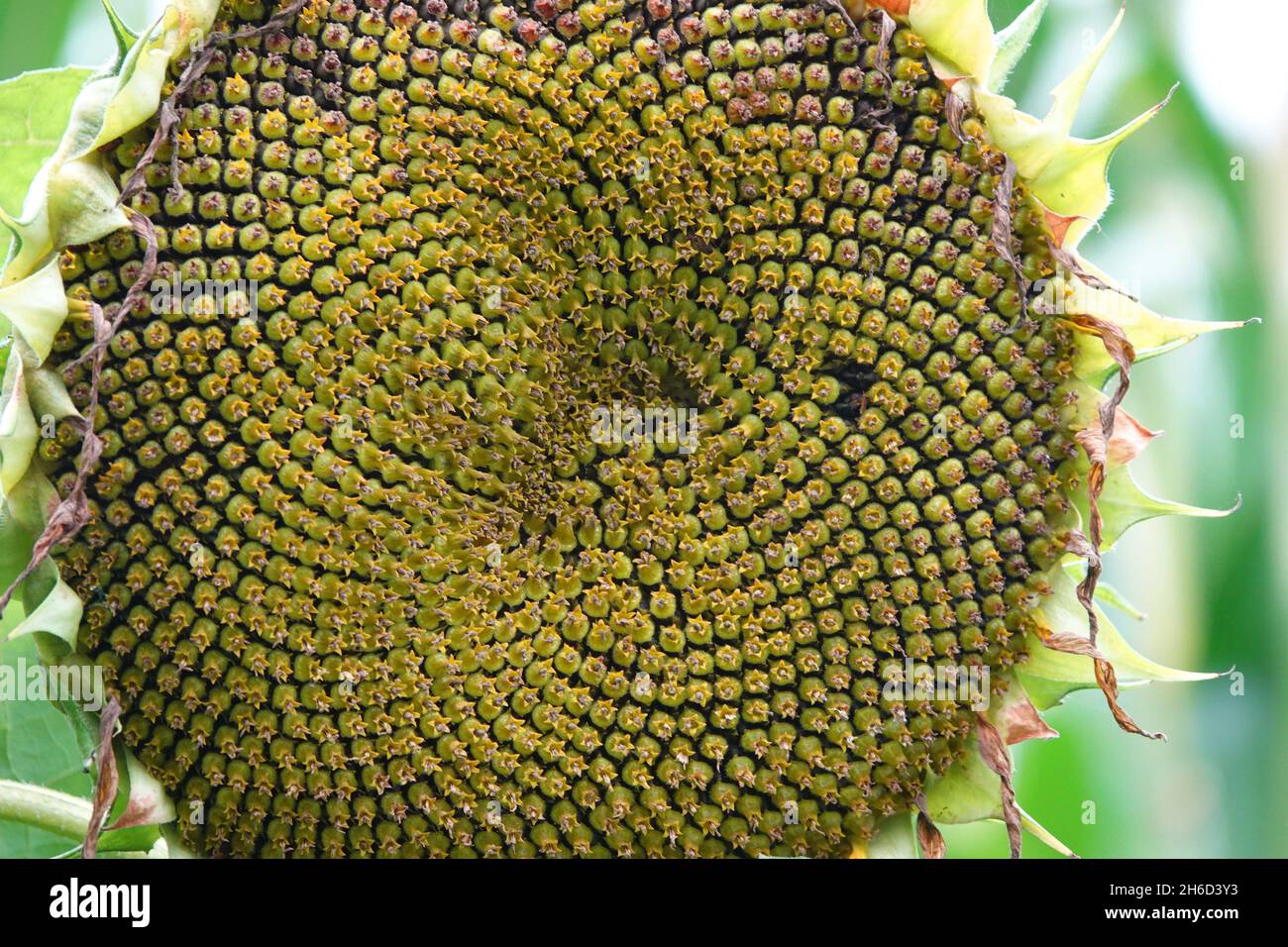 Das Muster der Sonnenblumenkerne nach der Blüte zu Beginn des Herbstes Stockfoto
