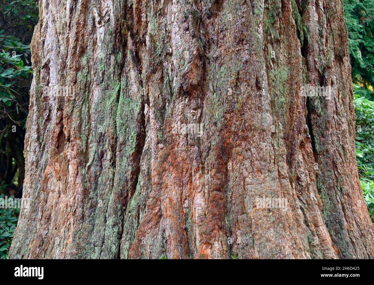 Baumrinde (Detail). Riesenmammutbaum (Sequoiadendron giganteum). Dawyck Botanic Gardens, Stobo, Scottish Borders, Schottland, Vereinigtes Königreich, Europa. Stockfoto