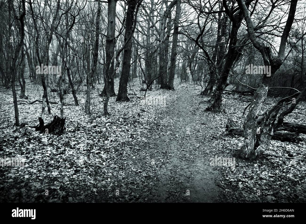 Im Fantasy Forest. Mystery dunklen Horror Wald . Schöne Herbstnatur in grün dunkler Stimmung. Stockfoto