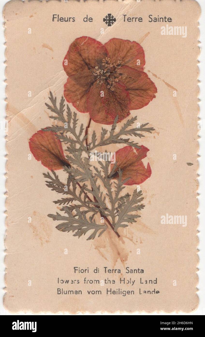 Antike Heilige Karte aus der original getrockneten Blume der 1910er Jahre aus dem Holyland. Fleurs de Terre Sainte. Fiori de Terra Santa. Blumen aus dem Heiligen Land. Blumen vom Heiligen Lande. Additional-Rights-Clearences-Not Available Stockfoto