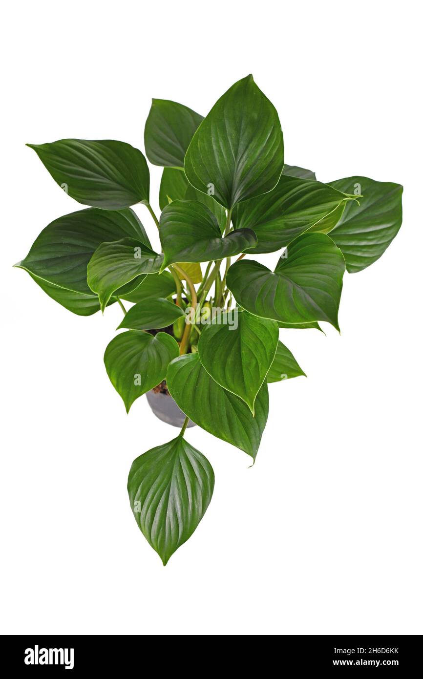 Tropische 'Homalomena rubescens Emerald Gem'-Zimmerpflanze auf weißem Hintergrund Stockfoto