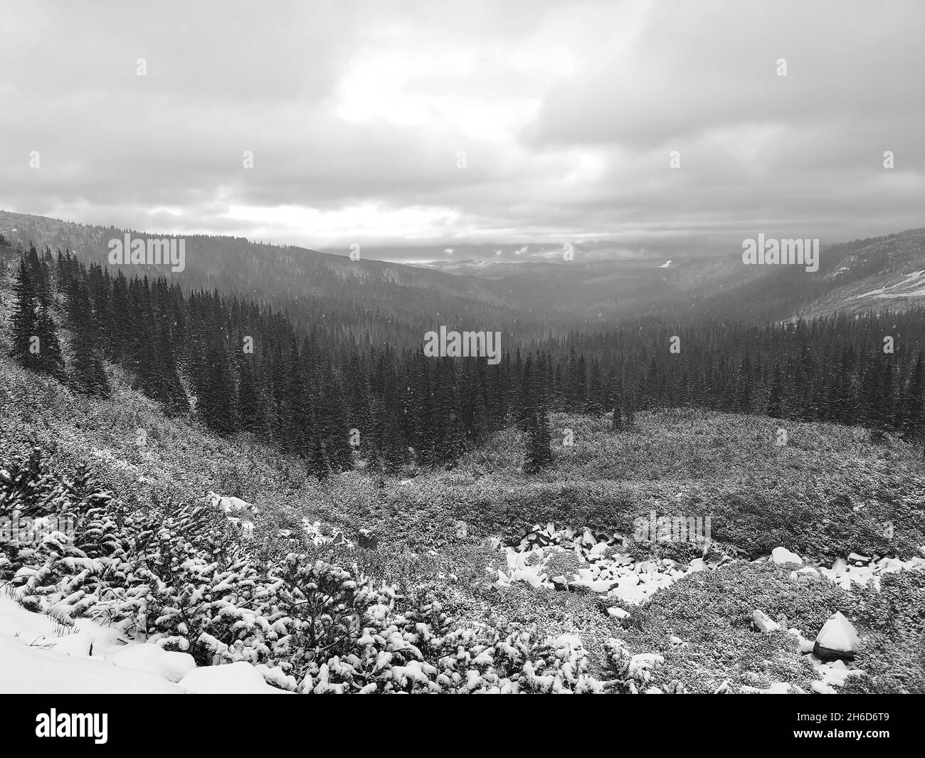 Graustufenaufnahme eines Nadelwaldes in der Tatra während eines starken Schneesturms. Stockfoto