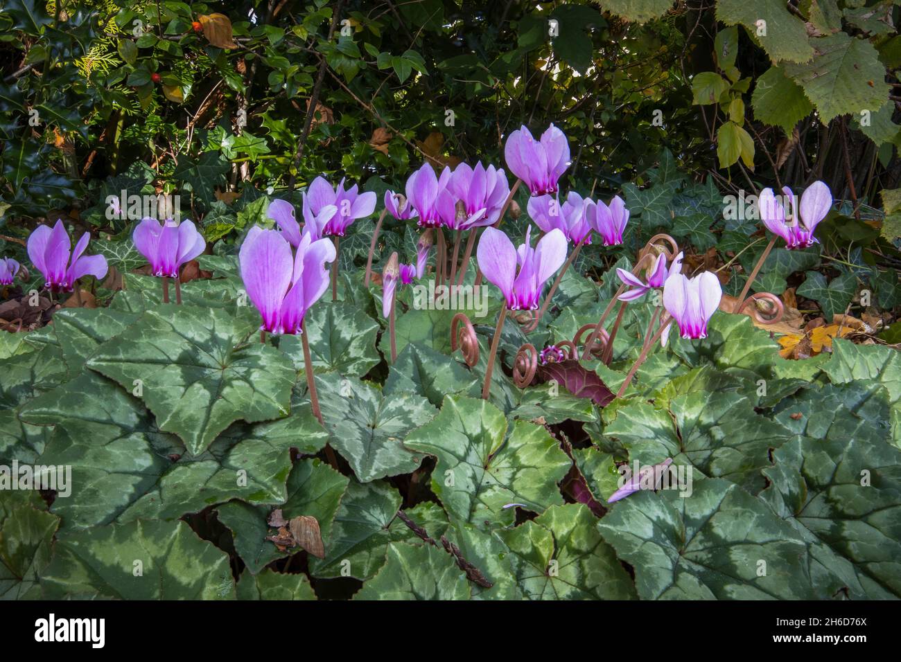 Hübsches, kleines, rosa bis violett blühendes Cyclamen hederifolium (efeublättrige Cyclamen) in Blüte in einem Garten in Surrey, England, Nahaufnahme Stockfoto