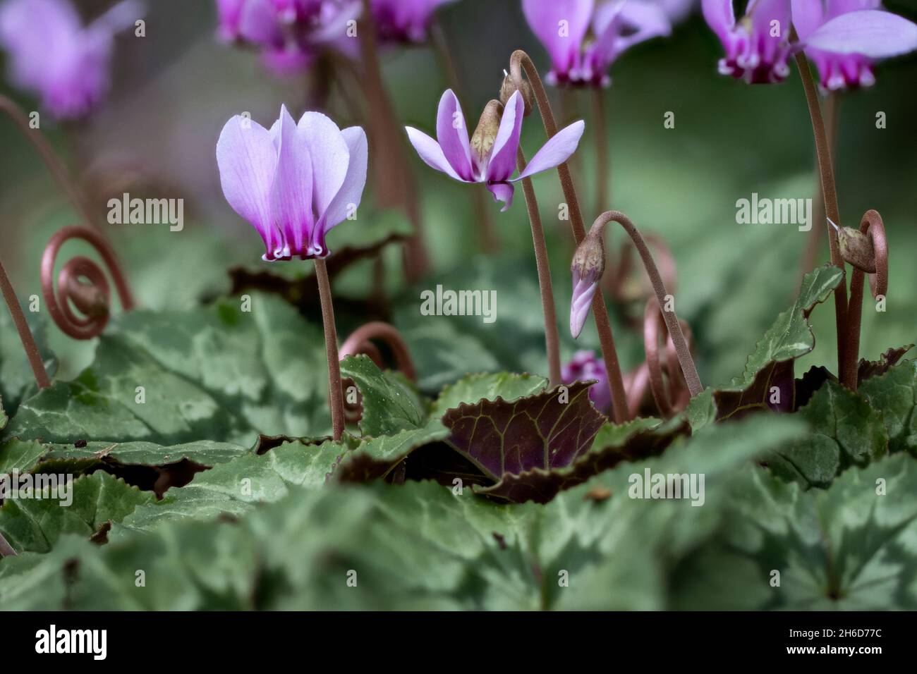 Hübsches, kleines, rosa bis violett blühendes Cyclamen hederifolium (efeublättrige Cyclamen) in Blüte in einem Garten in Surrey, England, Nahaufnahme Stockfoto