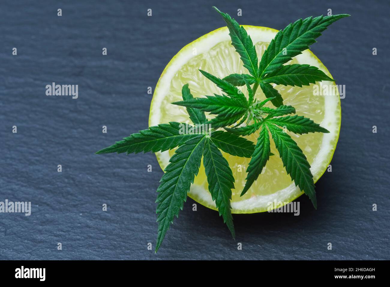 Ikonisches Cannabis hinterlassen auf einer geschnittenen Zitrone. Limonen-Terpene-Konzept auf grauem Hintergrund. Stockfoto