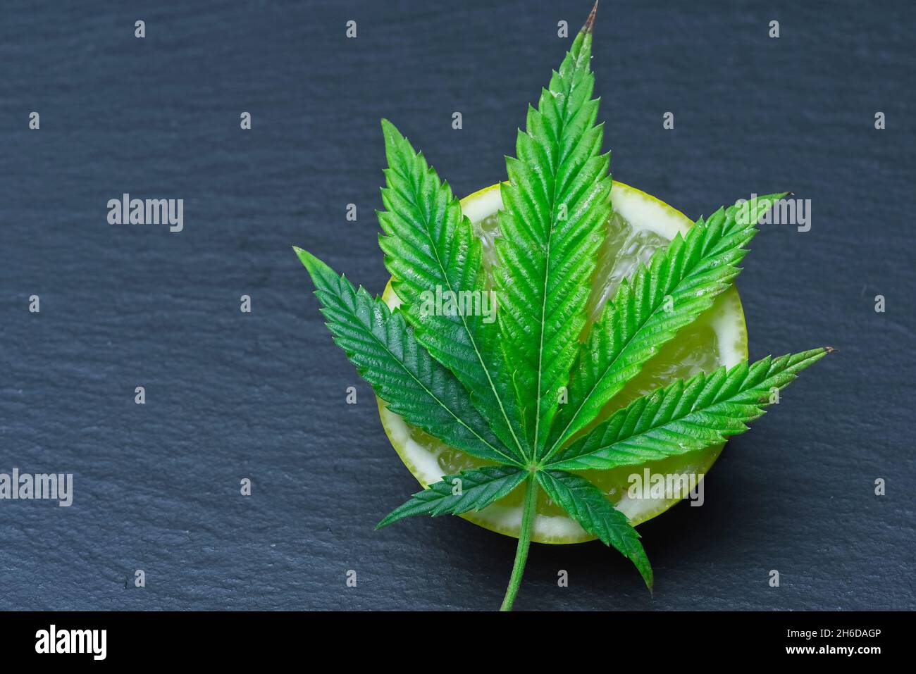 Ikonisches Cannabis hinterlassen auf einer geschnittenen Zitrone. Limonen-Terpene-Konzept auf grauem Hintergrund. Stockfoto