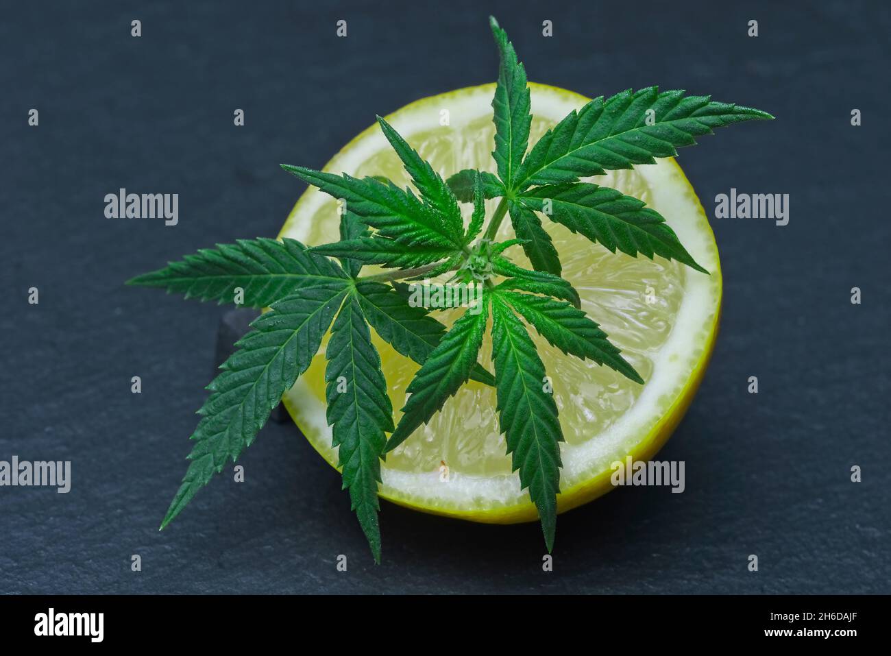 Ikonisches Cannabis hinterlassen auf einer geschnittenen Zitrone. Limonen-Terpene-Konzept auf grauem Hintergrund. Stockfoto