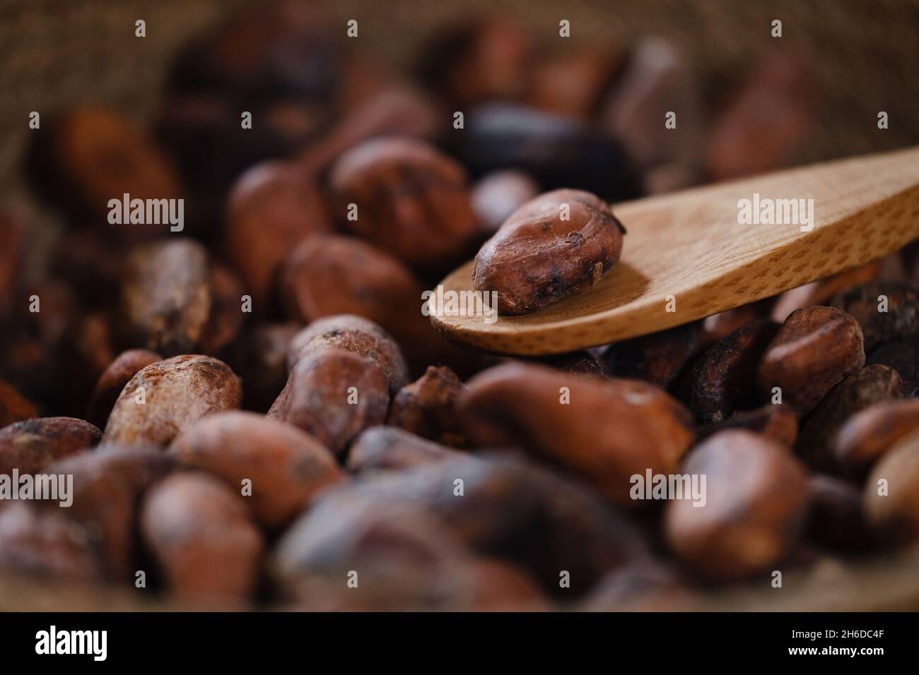 Nahaufnahme von Kakaobohnen aus biologischem Anbau auf Holztisch, Kakaobohnen. Handgemachtes gesundes Getränk. Schale von rohen fermentierten Samen aus Südamerika Stockfoto