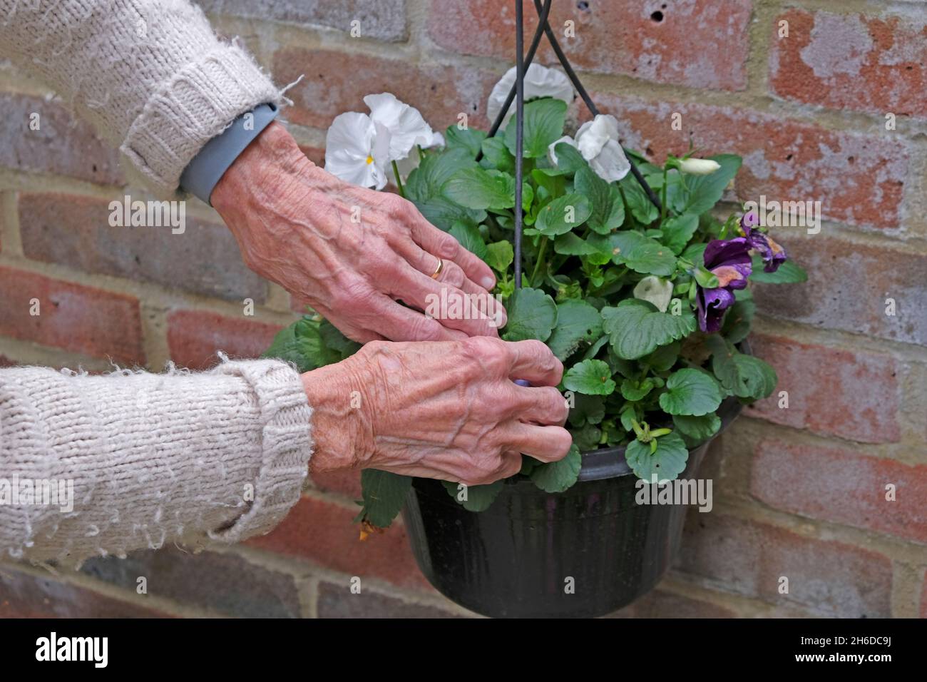 Hände einer älteren Dame, die mit einem hängenden Korb im Garten arbeitet Stockfoto