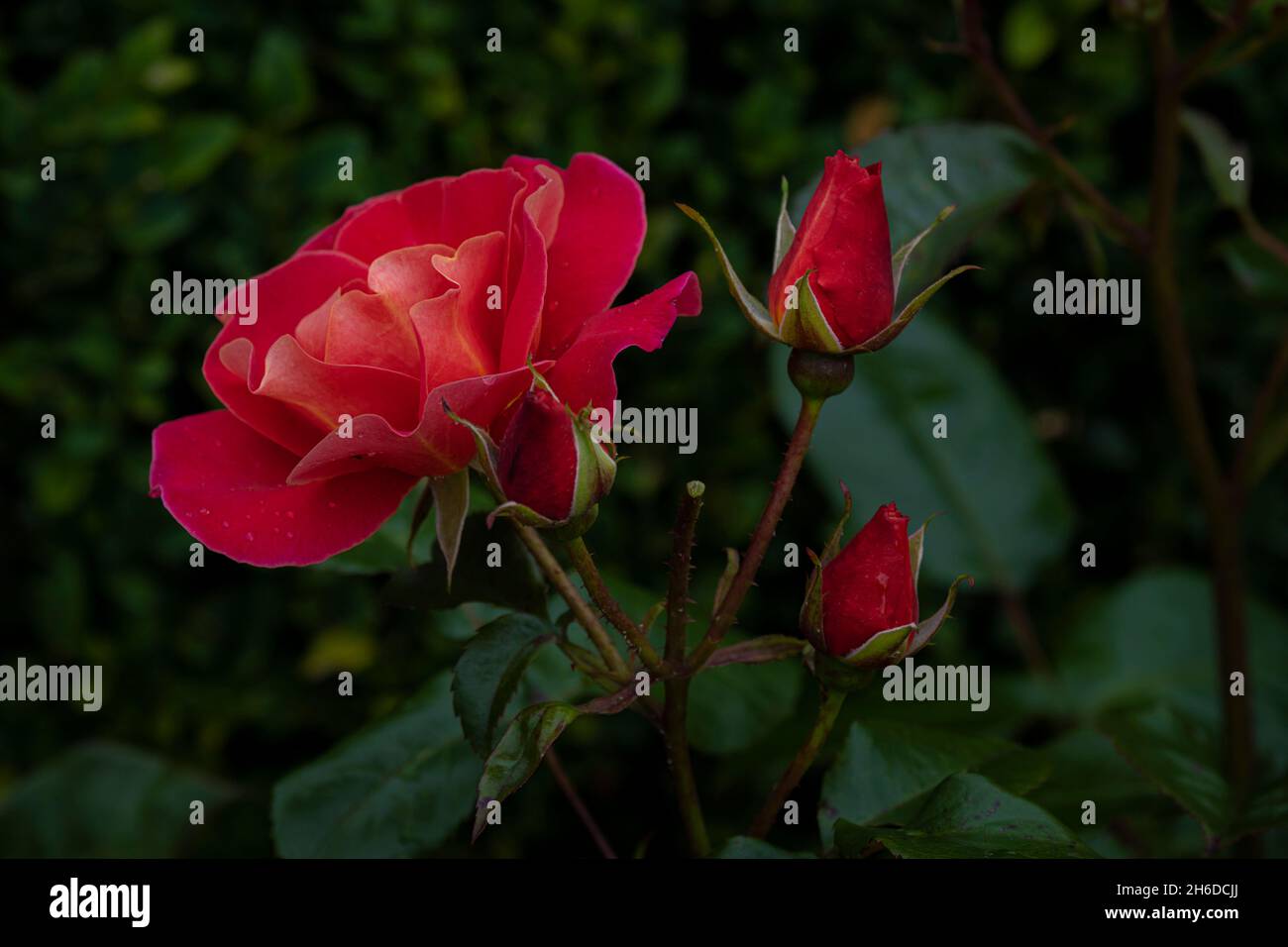 Wassertropfen auf den Blütenblättern einer schönen roten Rose in einem Garten. Stockfoto