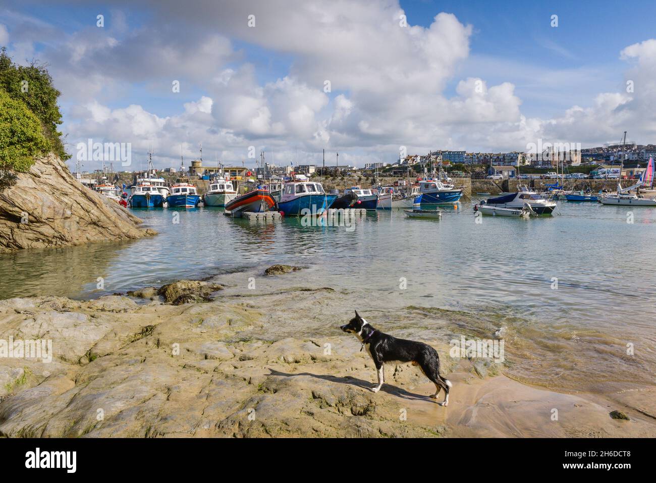 Ein junger Border Collie-Hund, der am Ufer im historischen, malerischen, funktionierenden Newquay Harbour in Newquay an der Küste von North Cornwall steht. Stockfoto