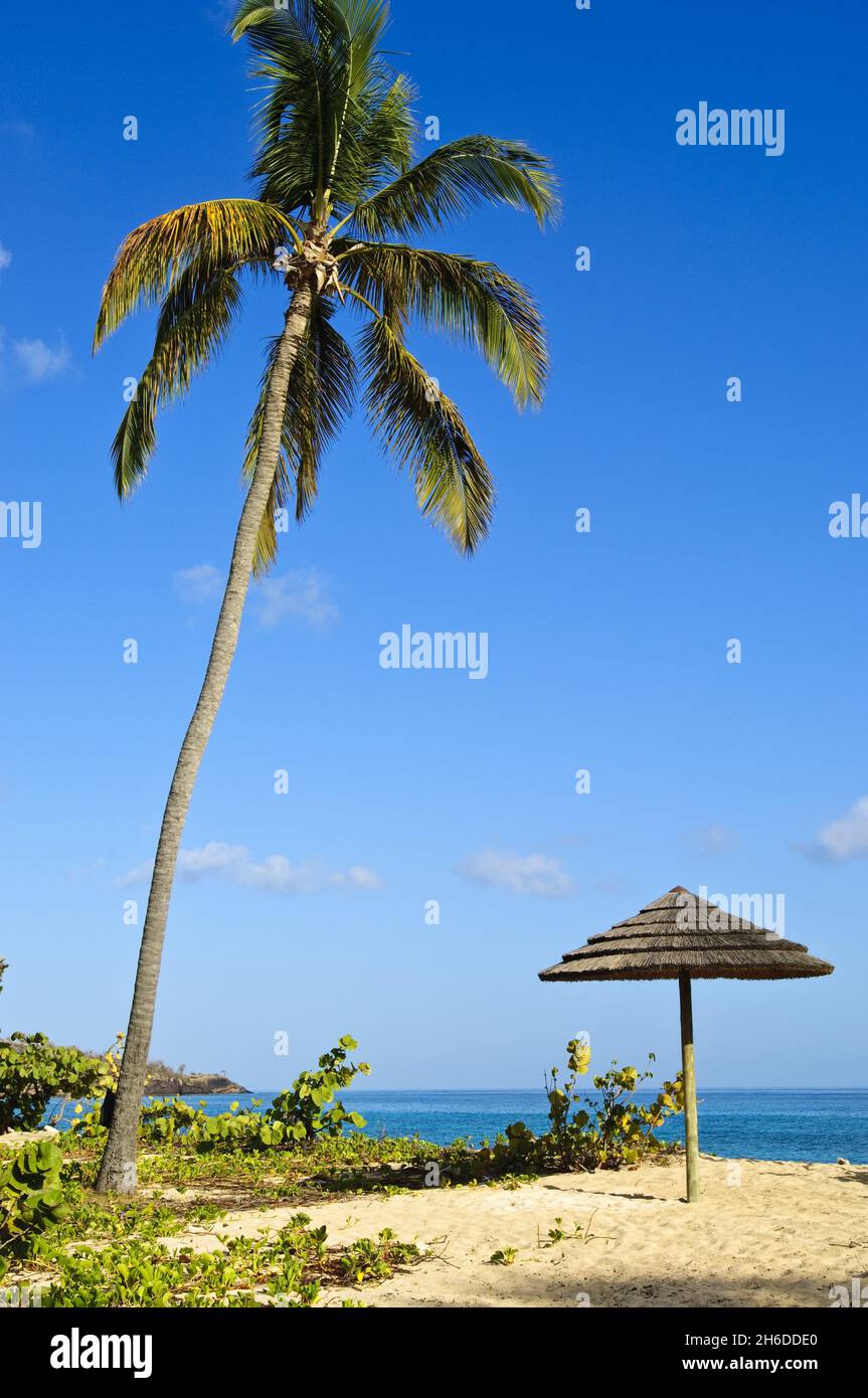 Einsamer Grand Anse Beach mit Sonnenschirm, Grenada, Windward Island Stockfoto