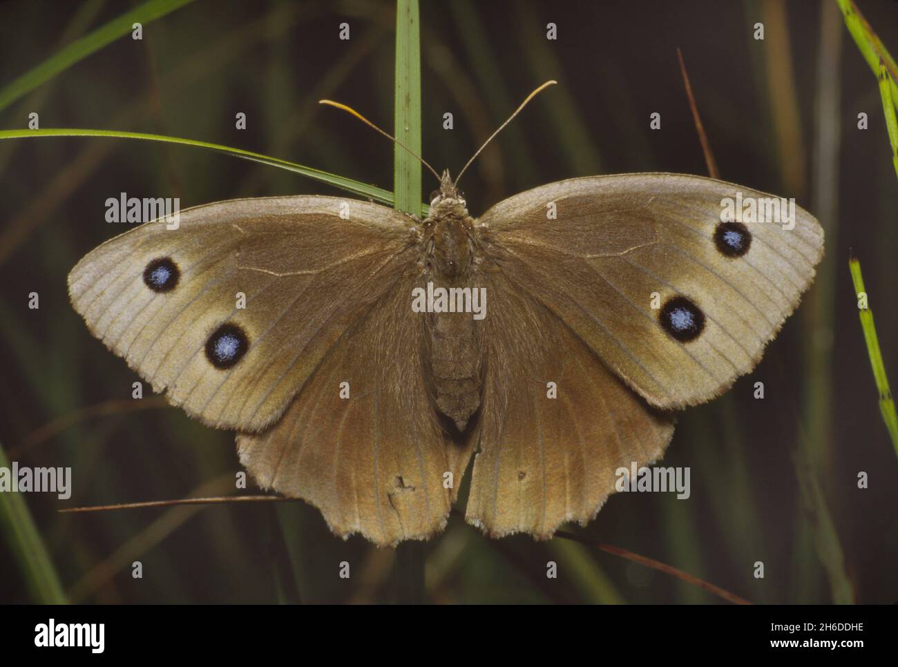 dryad (Minois dryas, Satyrus dryas), Weibchen an einem Grashalm, Blick von oben, Deutschland Stockfoto