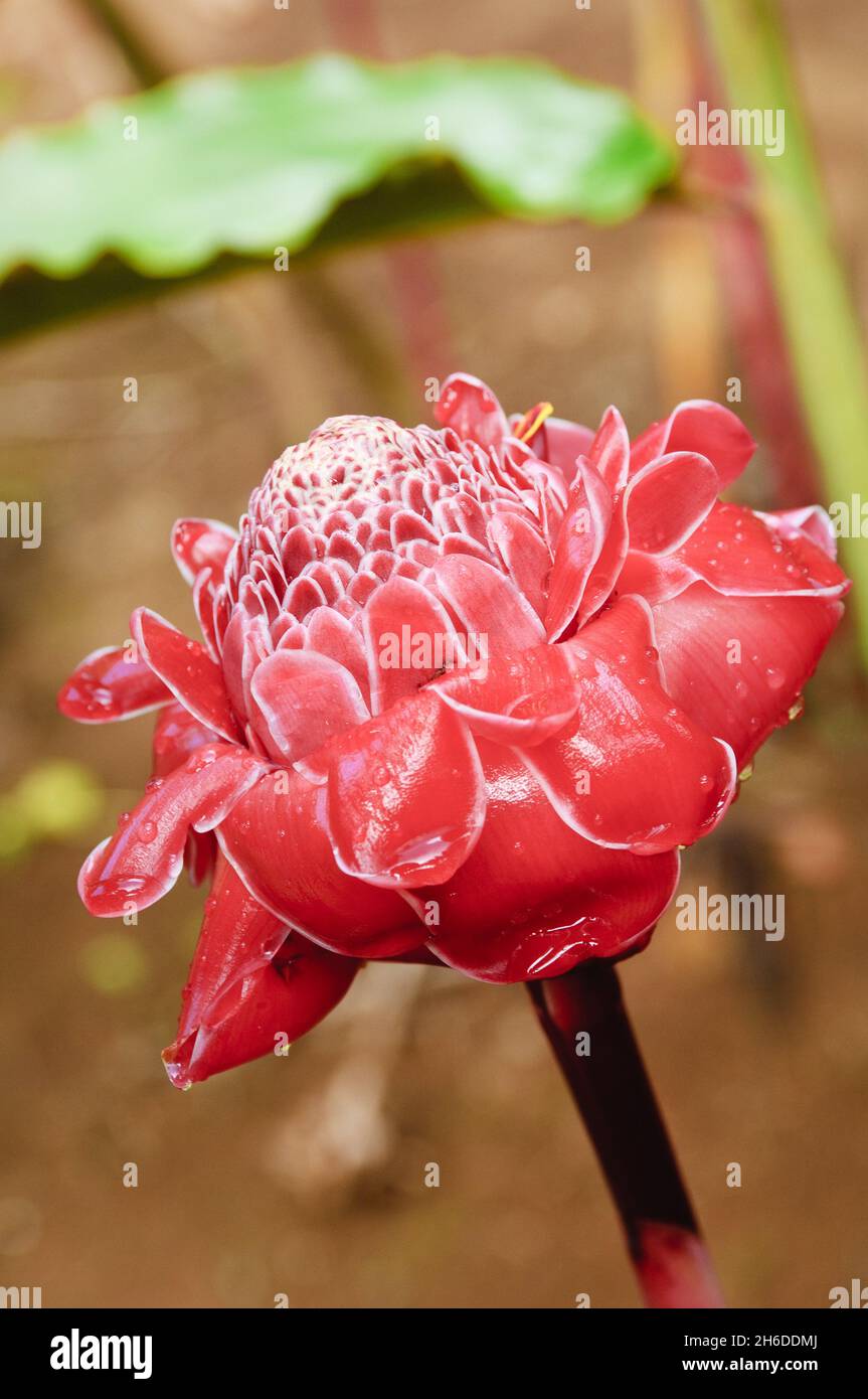 Fackel-Ingwer (Etlingera elatior), Blütenstand, USA, Hawaii Stockfoto