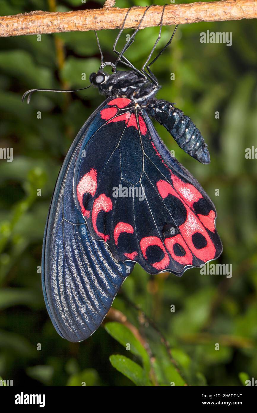 Scharlach-mormon (Papilio rumanzovia) hängt an einem Zweig Stockfoto