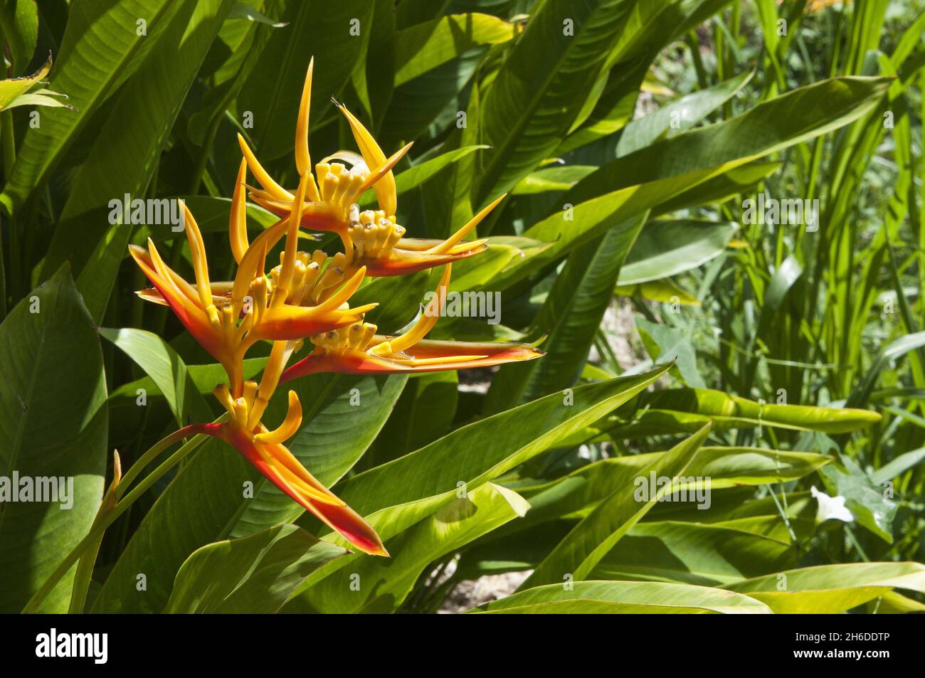 Helikonia blumen -Fotos und -Bildmaterial in hoher Auflösung – Alamy