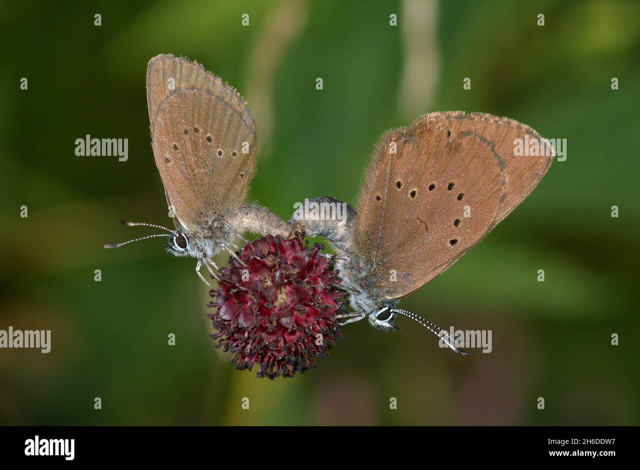 Dunkelblau (Phengaris ekelithous, Maculinea ekelithous, Glaucopsyche ekelithous), Paarung bei einer roten Blüte, Seitenansicht, Deutschland Stockfoto