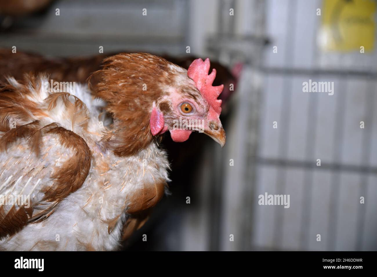 Hausvögel (Gallus gallus f. domestica), Hühner auf einem Batteriebetrieb, Innenzucht Stockfoto