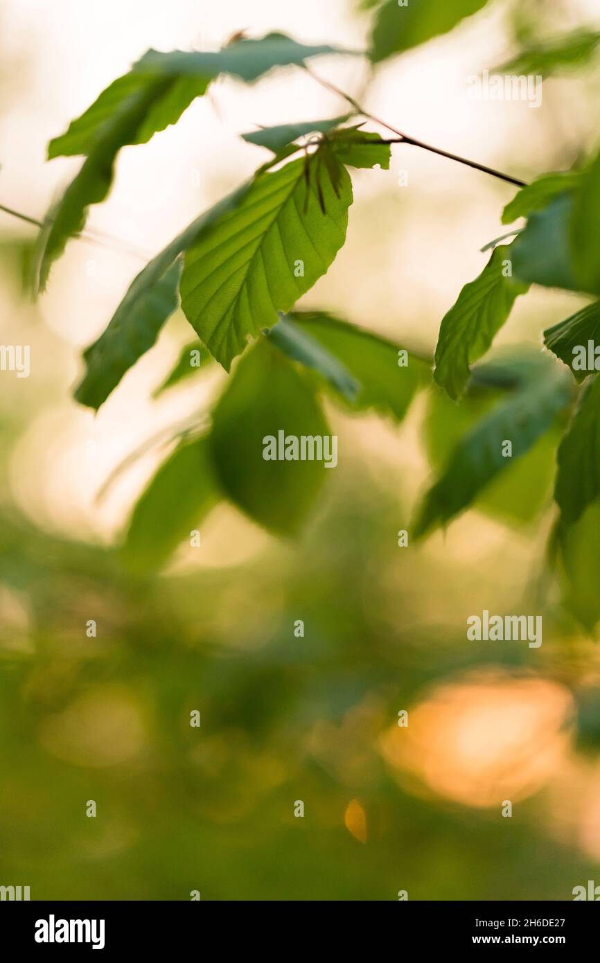 Gemeine Buche (Fagus sylvatica), zarte Blätter im Frühjahr, Baum des Jahres 2022, Deutschland, Thüringen, Nationalpark Hainich Stockfoto