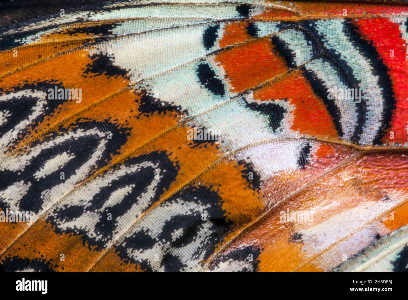 Rote Schnürung (Cethosia biblis, Papilio biblis), Detail der Unterseite eines Flügels Stockfoto