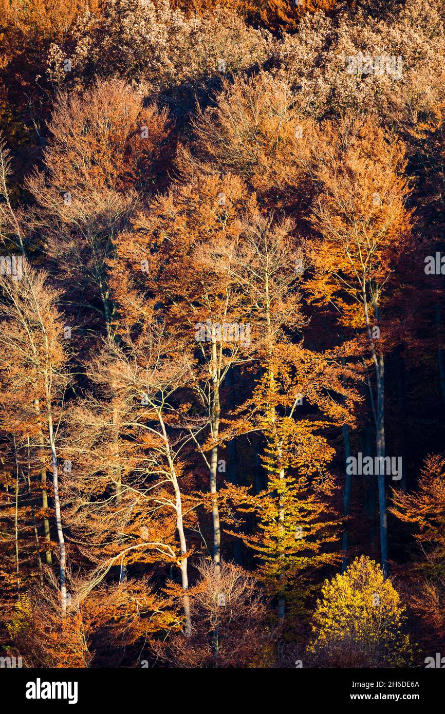 Buche (Fagus sylvatica), Buchenwald mit Herbstfarben im Abendlicht, Baum des Jahres 2022, Deutschland, Odenwald, Naturpark Neckartal Stockfoto