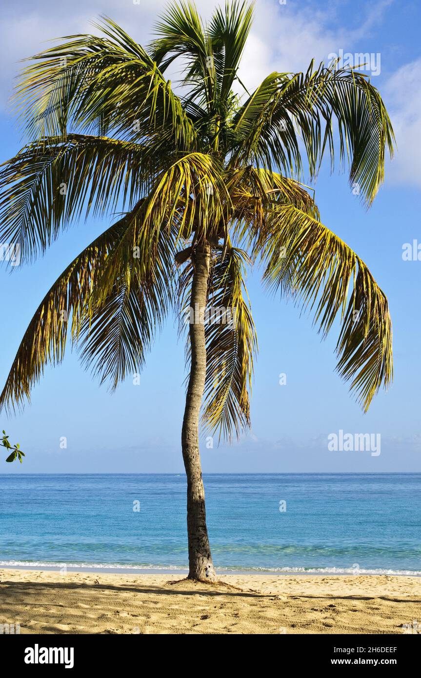 Einsamer Grand Anse Beach, Grenada, Windward Island Stockfoto