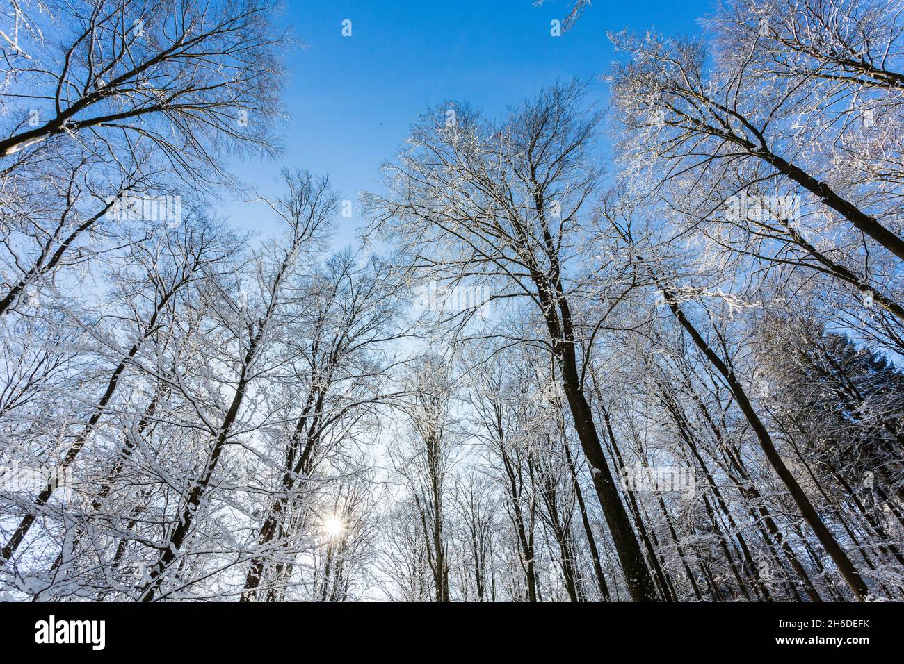 Buche (Fagus sylvatica), Buche im Winterwald im Hintergrund, Baum des Jahres 2022, Deutschland, Odenwald Stockfoto