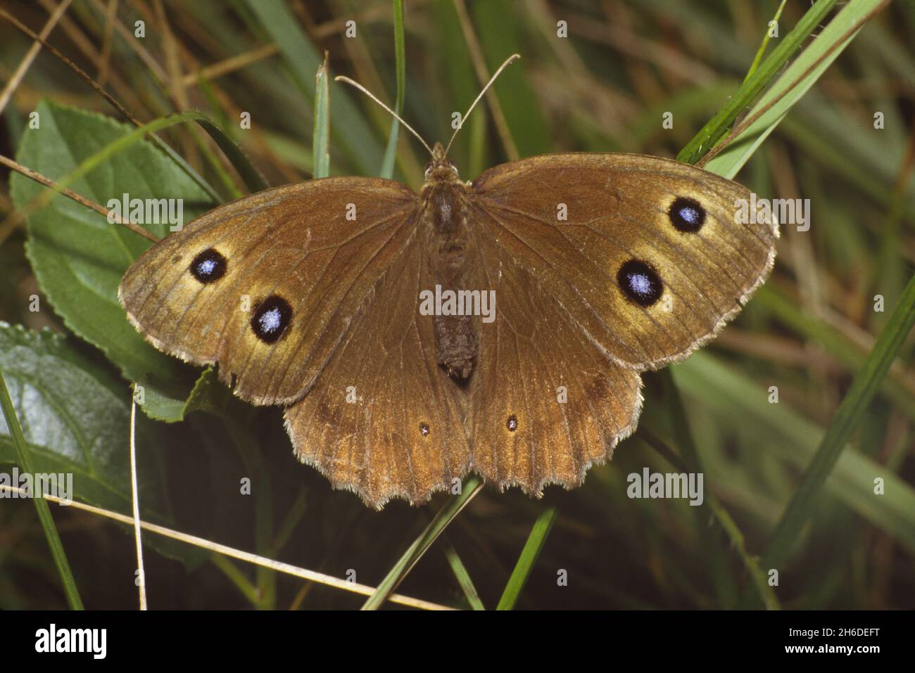 dryad (Minois dryas, Satyrus dryas), Weibchen an einem Grashalm, Blick von oben, Deutschland Stockfoto