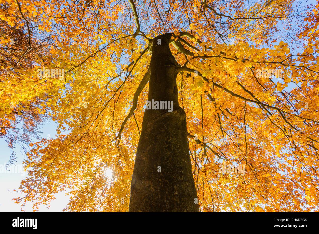 Gemeine Buche (Fagus sylvatica), Blick in die Baumspitze einer Herbstbuche, Baum des Jahres 2022, Deutschland, Odenwald Stockfoto