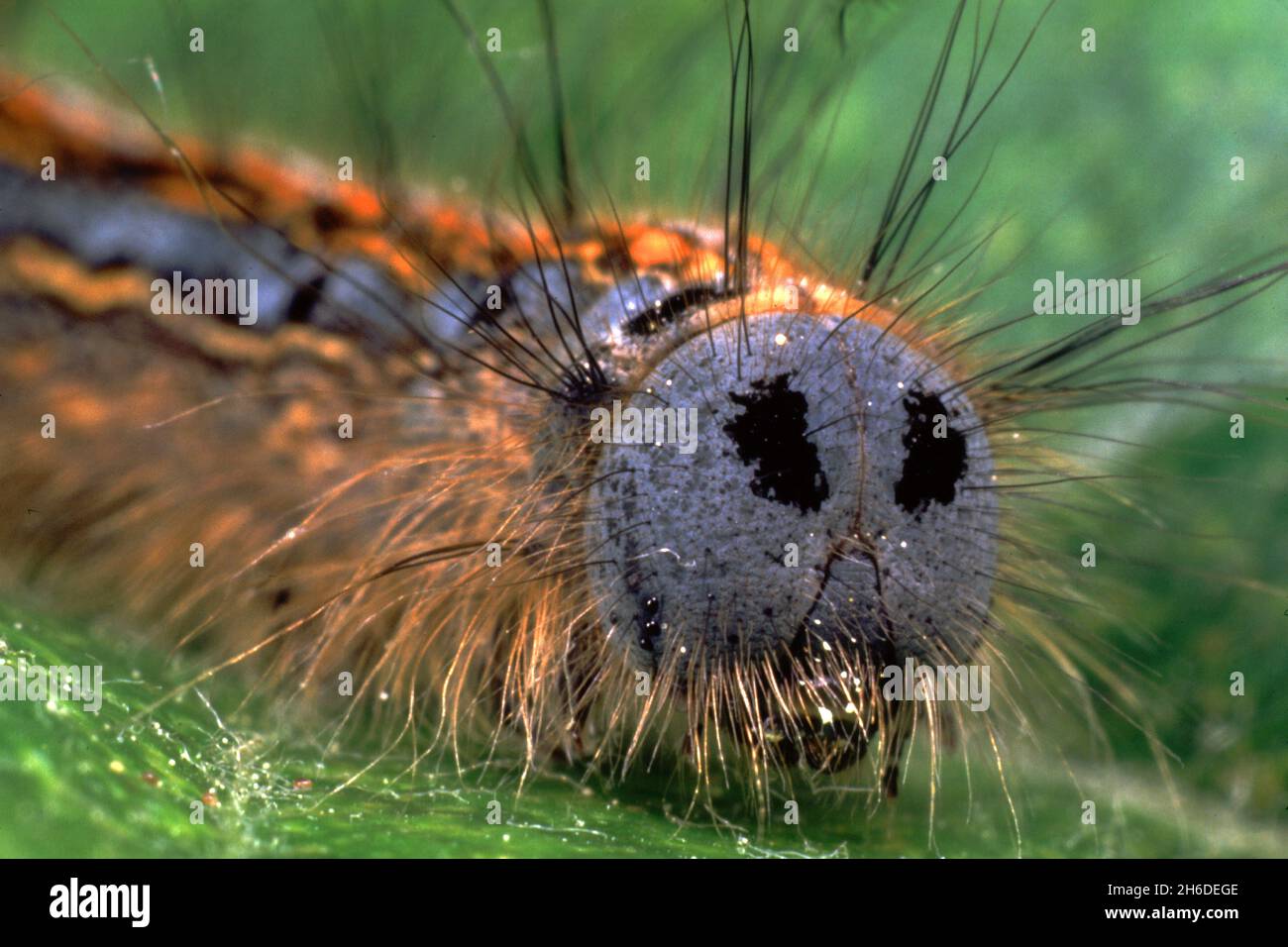 Lakai, Europäische Lakaymotte, gewöhnlicher Lakai (Malacosoma neustria, Malacosoma neustrium), Porträt einer Raupe, Deutschland Stockfoto