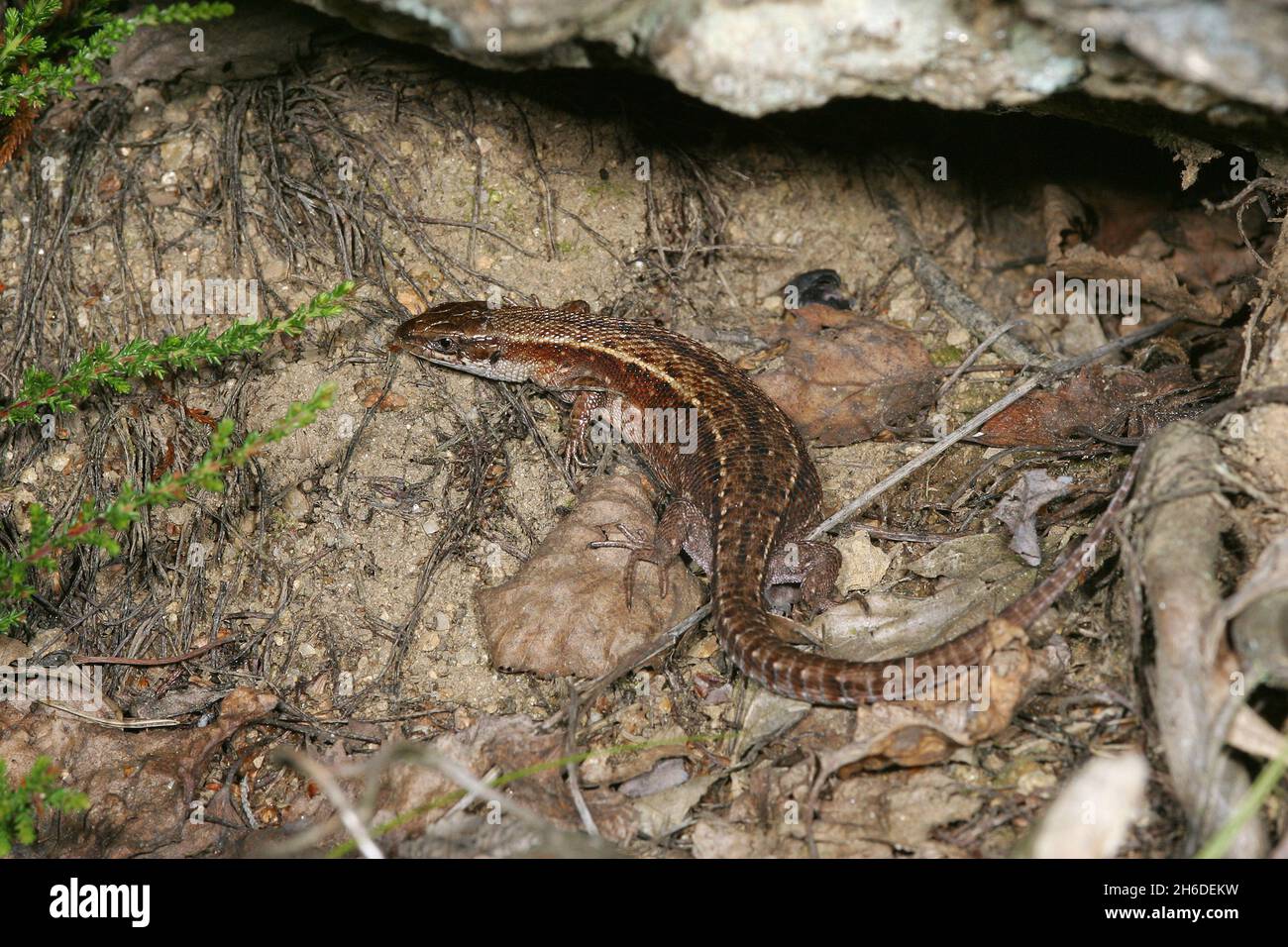 Lebhaftige Eidechse, Europäische gemeine Eidechse (Lacerta vivipara, Zootoca vivipara), gravidhaltiges Weibchen, Deutschland Stockfoto