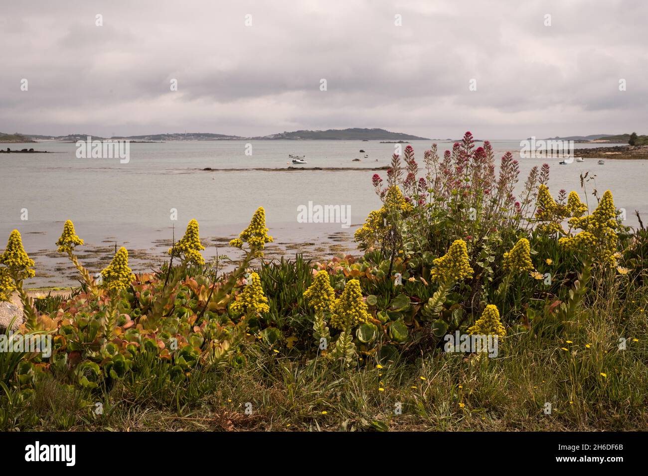 Gelbe Blüten des sukkkkulenten Aeonium arboreum wachsen entlang der Ufer von Bryher, Isles of Scilly, mit Tresco Insel in der Ferne Stockfoto