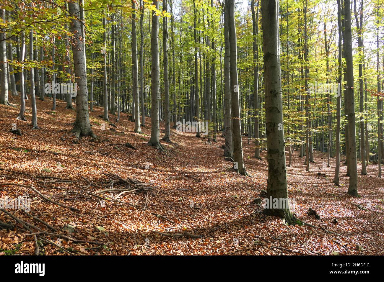 Buchenwald im Herbst. Stockfoto